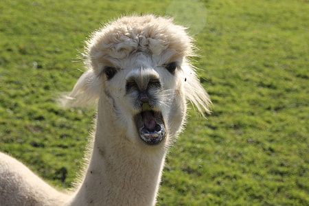 close-up photo of llama alpaca thumbnail