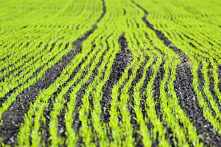 green grass thumbnail