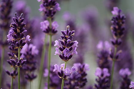 selective focus photography of lavender flowers thumbnail
