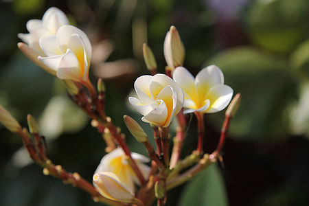 More Information, 5 Petal Flower Petals thumbnail