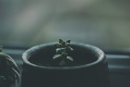 green succulent plant thumbnail