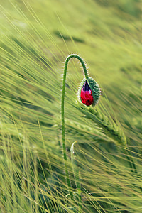 green and red flower bud in macro shot thumbnail