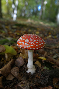 red and white mushroom thumbnail