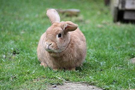 brown rabbit on grass thumbnail