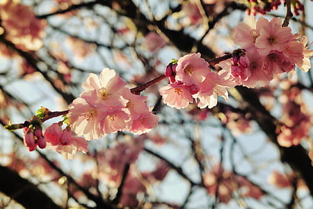 closeup photo of pink petaled flowers thumbnail