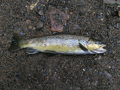Brown Trout -- Salmo trutta thumbnail