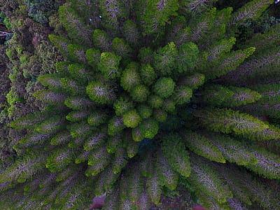 aerial photography of trees thumbnail