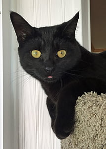 short-coated black cat face thumbnail