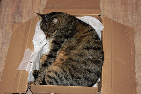 silver cat sleeping in cardboard box thumbnail