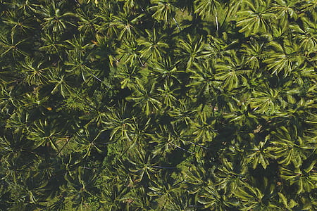 Green Leafed Plant thumbnail