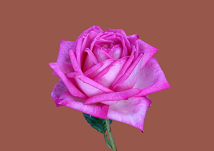 pink rose thumbnail