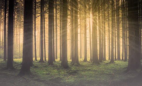 forest during sunrise thumbnail