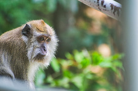 Baboon in front of white metal frames thumbnail
