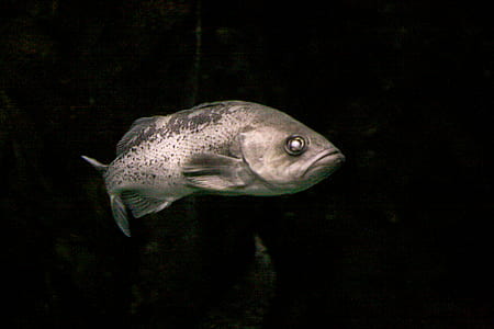 silver fish thumbnail