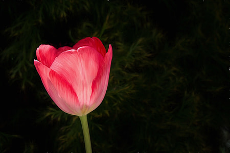 pink petaled flower on black surface thumbnail