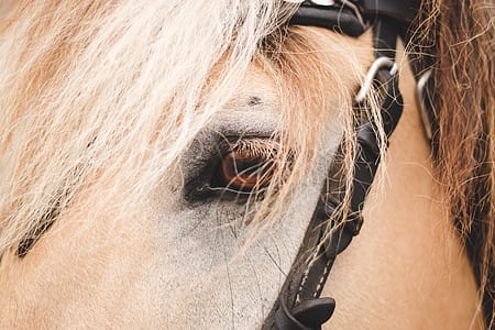 closeup photo of brown horse thumbnail