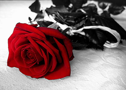 closeup photo of red rose thumbnail