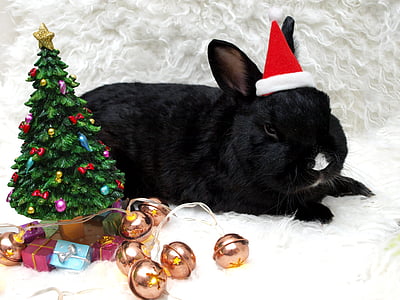 black rabbit lying on white textile thumbnail