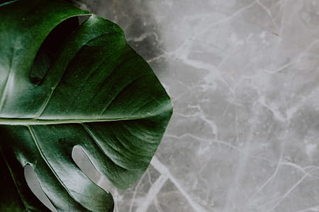 Dark green leaves of monstera thumbnail