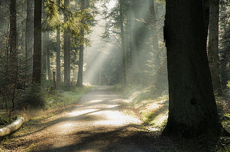 road in the middle of the forest during daytime thumbnail