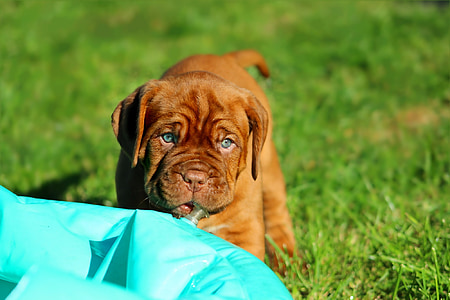 red oak French mastiff puppy on grass field thumbnail