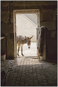 donkey near door thumbnail