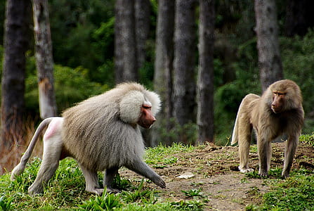two gray baboons near trees thumbnail