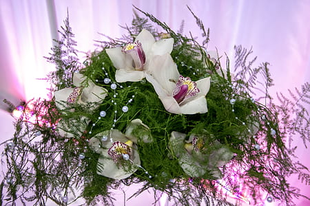 flowers, leaves, colors, pink thumbnail