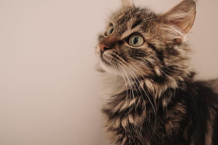 closeup photo of short-haired brown and black cat thumbnail
