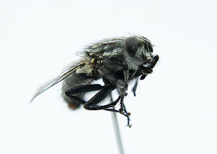 gray bees thumbnail