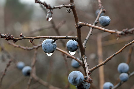 depth of field photography of tree thumbnail