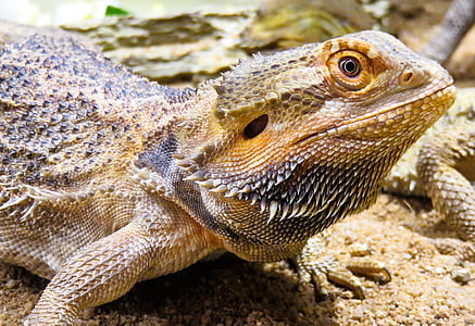 closeup photography of bearded dragon thumbnail
