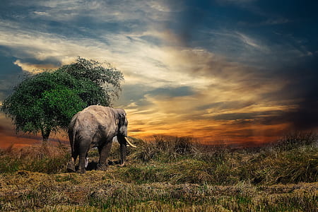 gray elephant walking on green grass thumbnail