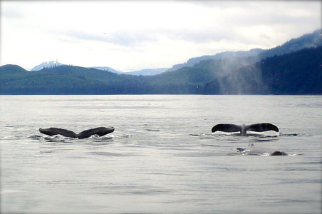 two sperm whales under water thumbnail