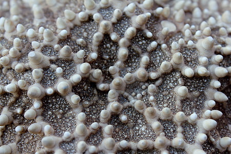 focused photo of coral thumbnail