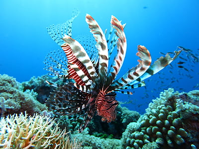 closeup photo of white and red tiger fish thumbnail