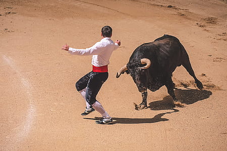 Bullfighting in Madrid thumbnail
