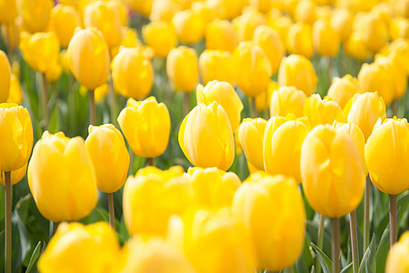 Fresh yellow tulip flowers thumbnail
