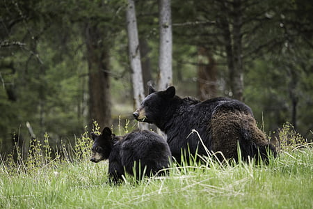 two black bear and cub lying on the grass during daytime thumbnail