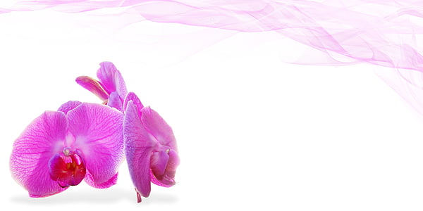 purple petaled flower wallpaper thumbnail
