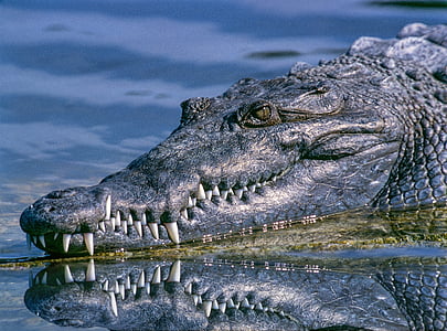 photo of black crocodile thumbnail
