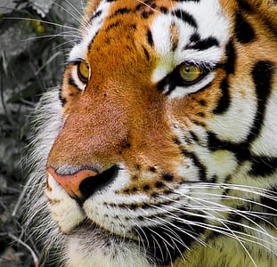 adult tiger thumbnail