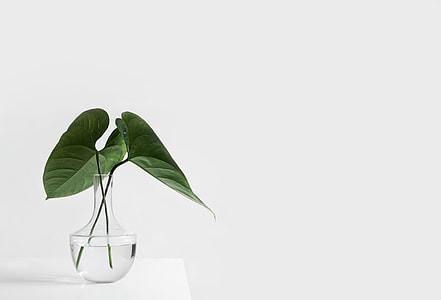 two green heart-shaped leaves in clear glass vase thumbnail