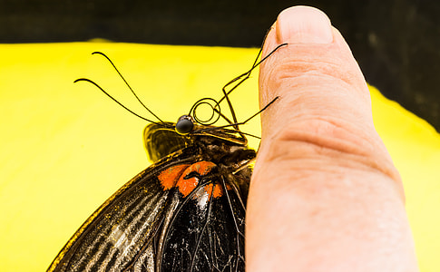 Butterfly, Insect thumbnail