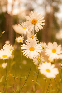 white daisy flowers at daytime thumbnail