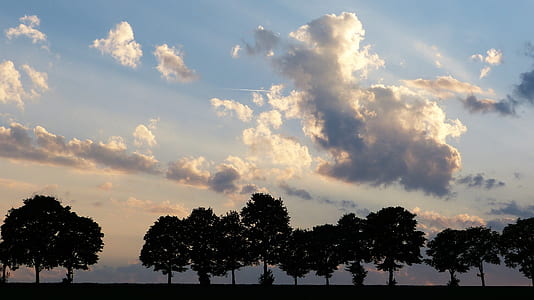 trees on grass field under blue sky thumbnail