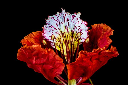red hibiscus flower thumbnail
