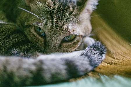 animal, pet, cute, eyes thumbnail