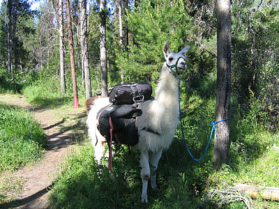 white llama tie on tree during daytime thumbnail