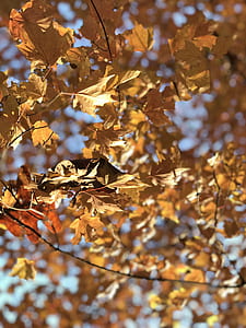 brown dried leaves thumbnail